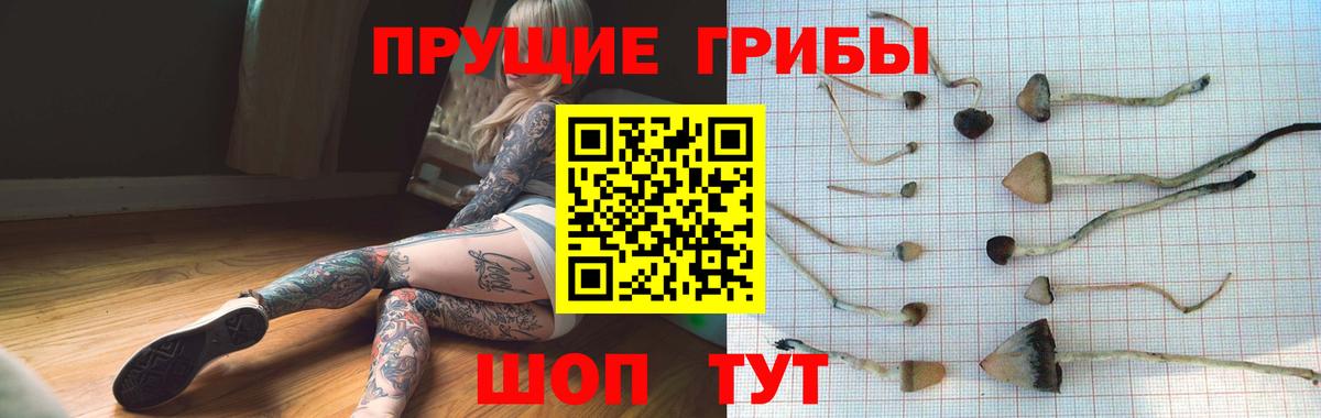 Курган  Псилоцибиновые грибы прущие грибы  Вход с VPN  Галлюциногенные грибы Psilocybine cubensis 